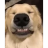 Happy Dog😁🐶 11
