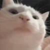 Funny Animals 7