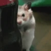 Animais para reagir 10