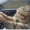 Gatinhos fofos 10