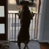 Dog memes 14