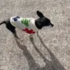 🐕 PUSHKIN TIK TOK 🐾 18