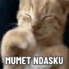 Kucing Gemoy 8