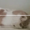 Tiernos Animados 6
