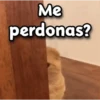 😳 Gato Vergonzoso 🙈 8