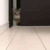 Curioso como um meme 5