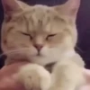Gatinhos fofos 6
