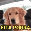 Memes pets 🥰 11