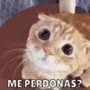Memes v2 13
