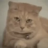 Gatitos Virales 😾 17