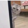 Funny Animals 20