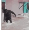 Memes Gorillas 🦍 5
