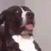 Só doguinhos  5
