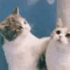 Animales CUTE 🍨🐱 9