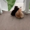 Tiernos Animados 14