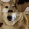 Funny doge 9