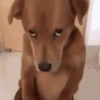 NOVOS MEMES 10