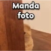 😳 Gato Vergonzoso 🙈 20