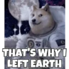 Dogesh 10
