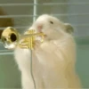Hamsters animados 10