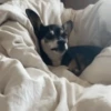 🐕 PUSHKIN TIK TOK 🐾 21