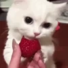 Animales CUTE 🍨🐱 24
