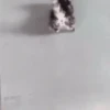 Gatitos Virales 😾 13