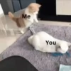 Funny Animals 15