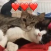 Gatinhos fofos 14