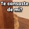 😳 Gato Vergonzoso 🙈 21