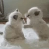 Tiernos Animados 12