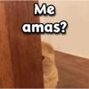 😳 Gato Vergonzoso 🙈 10