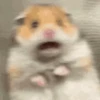 Hamsters animados 6