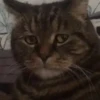 Animados para tu chat 2 21