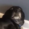 Só doguinhos  11