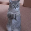 Animais para reagir 22