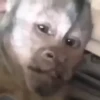 Macacos animados 11