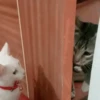 😎 TIK TOK VIRALES 2🔝😜 13