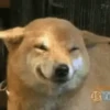 Happy Dog😁🐶 8