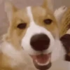 Happy Dog😁🐶 7