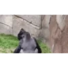 Memes Gorillas 🦍 7