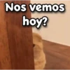 😳 Gato Vergonzoso 🙈 24