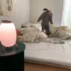 Coreana 14