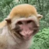 Macacos animados 21
