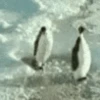 Animais para reagir 5