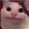 Funny Animals 13