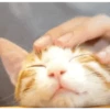 Kokoritos💖🐈 5
