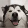Happy Dog😁🐶 5
