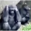 Macacos animados 22