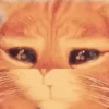 Funny Animals 8